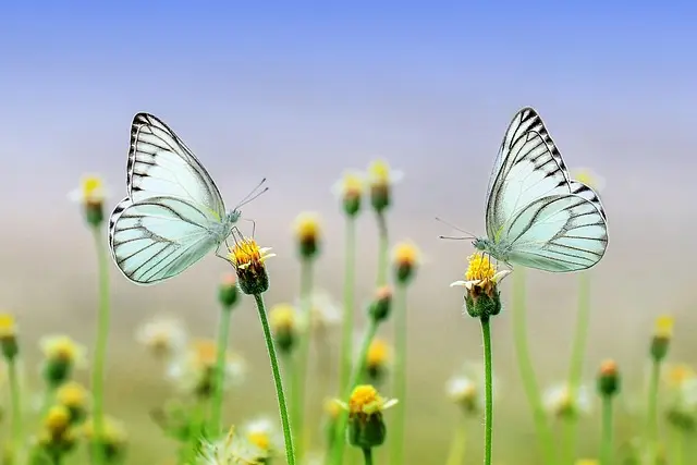 10 Essential Tips for a Successful Transition to Veganism