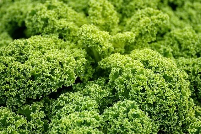 Plant-Based Trends to Watch in 2026: What's New in Vegan Living