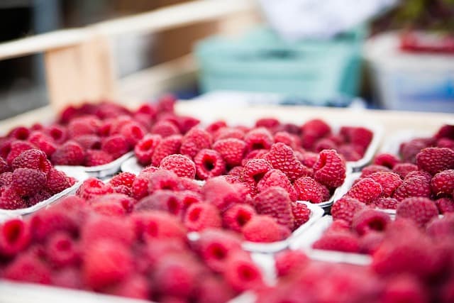 Vegan Sustainability: How to Live an Eco-Friendly Lifestyle